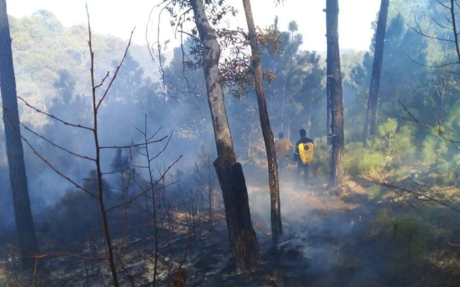 incendios forestales foto cortesia conafor 1